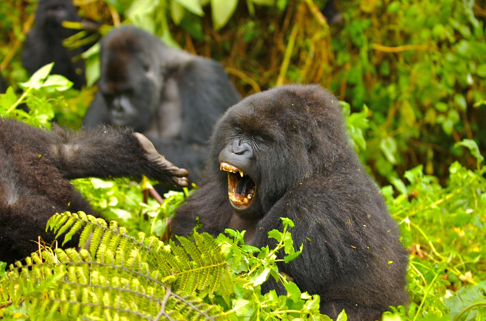 Gorilla Trekking & Great Migration Tour