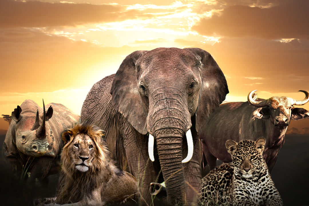 the big five africa safari