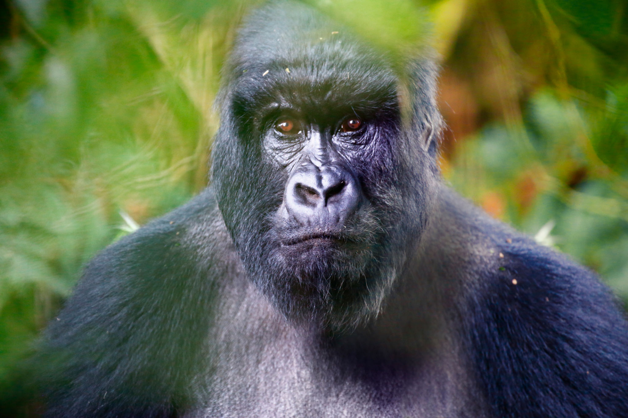 4 Days Mountain Gorilla Trekking Safari-Flying Safari